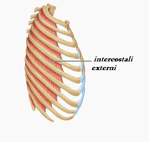 Muschii toraco-abdominali, intercostali externi